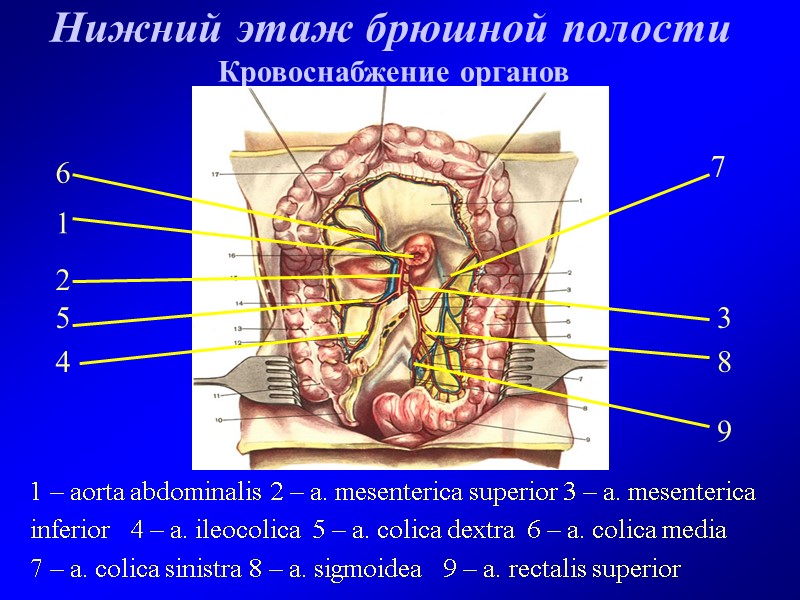 Нижний этаж брюшной полости Кровоснабжение органов 1 – aorta abdominalis 2 – a. mesenterica